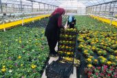 Süs Bitkileri Sektöründe Sevgililer Günü Hareketliliği