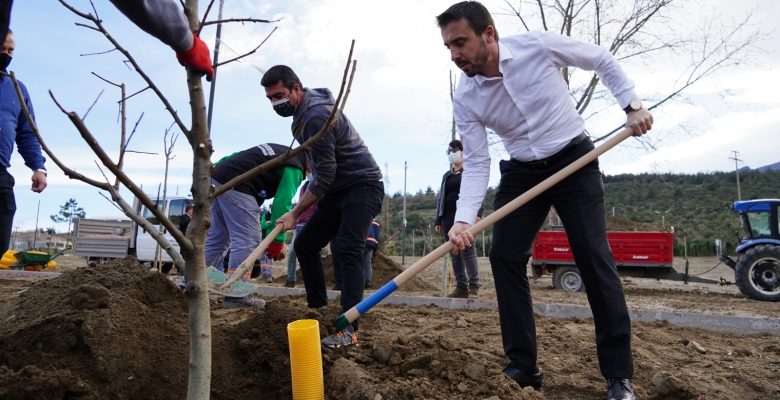 Fidan Kenti Kestel’de Yetişen Meyve Fidanları, Naim Süleymanoğlu Parkı’nda Yükselecek