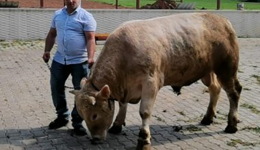 5 kişinin zor zapt ettiği kurbanlık araba fiyatına satışa sunuldu 5 kişinin zor zapt ettiği kurbanlık araba fiyatına satışa sunuldu
