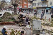Kestel’de şiddetli lodos 270 yıllık çınar ağacını devirdi