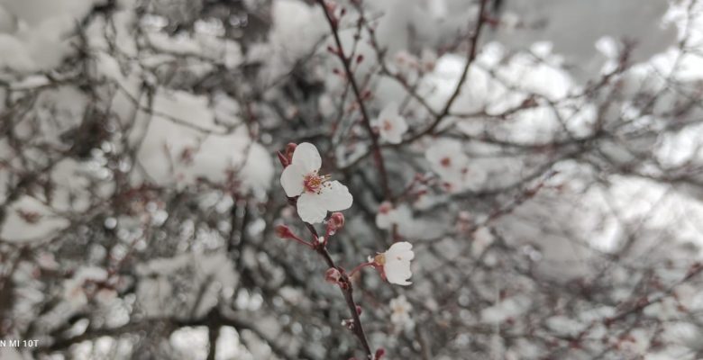Erken Çiçek Açan Meyve Ağaçları Kar Altında Kaldı