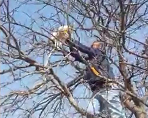 Çıktığı Ağaçta Mahsur Kalan Kediyi Vatandaşlar Kurtardı