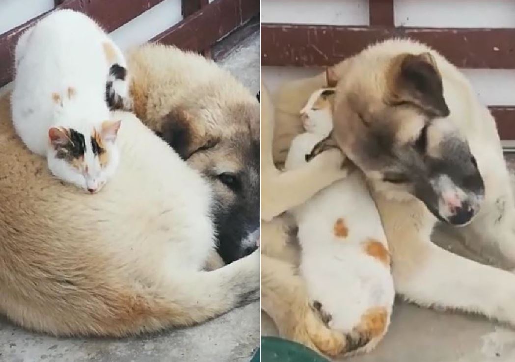 Havaların soğumasıyla birlikte çetin kış şartları insanları olduğu kadar hayvanları