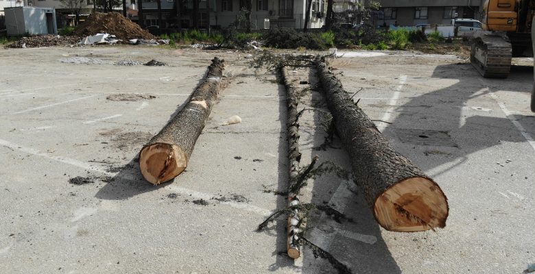 Okul Bahçesindeki Ağaç Katliamını Mahalleli Önledi