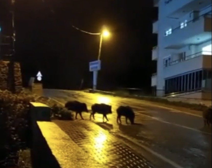 Bursa’da kar yağışıyla aç kalan domuz sürüleri şehir merkezine indi