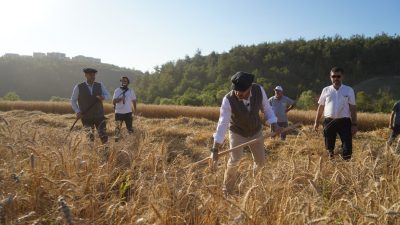 Kestel Belediyesi Türkiye’nin En Ucuz Ekmeği İçin Buğdayları Hasat Etti