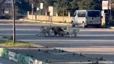 Kestel Barakfakih mahallesinde başıboş sokak köpekleri yol ortasında başka bir