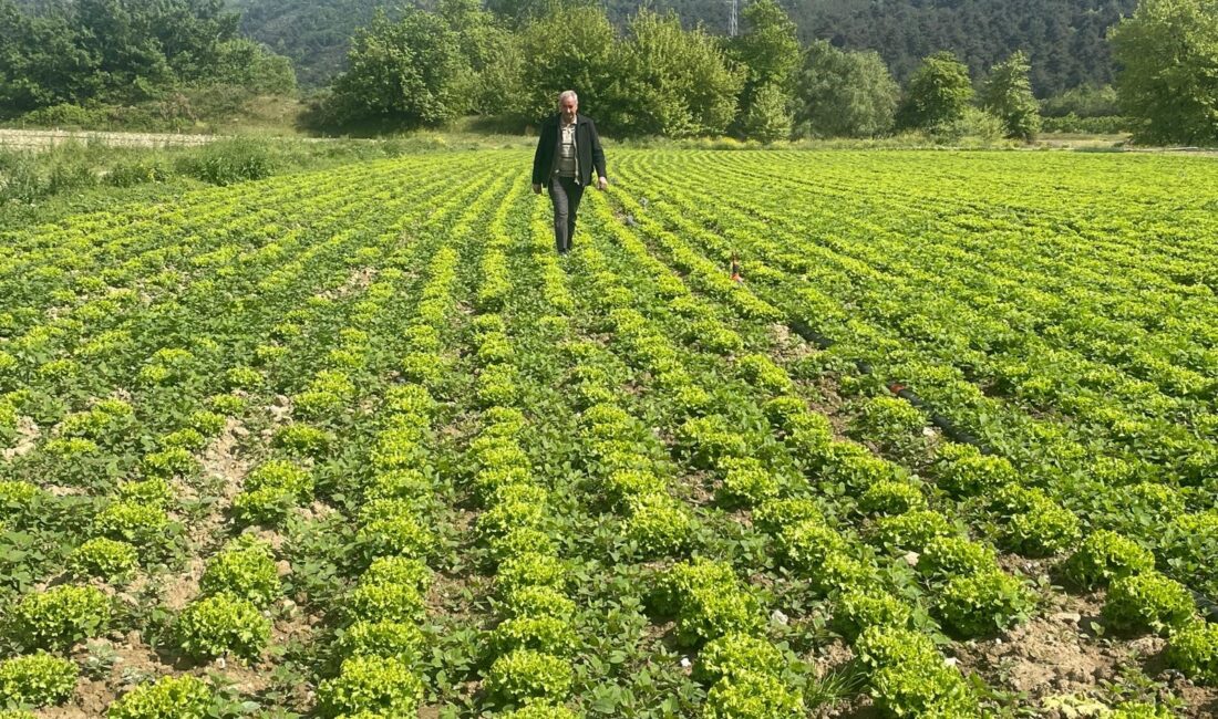 Kestel Dudaklı Mahallesi sakinleri, Gölbaşı Baraj Gölü havzasındaki sebze üretimi