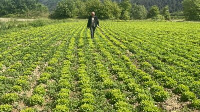 Kestel Dudaklı Mahallesi sakinleri, Gölbaşı Baraj Gölü havzasındaki sebze üretimi